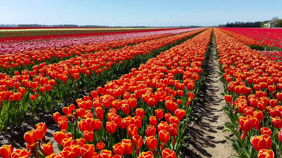 Tulpenfestival Noordoostpolder